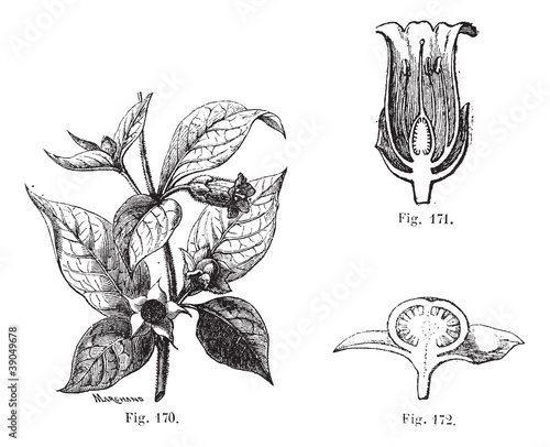 Fig. 170. Belladonna with its leaves, its flowers and fruits. Fi photo