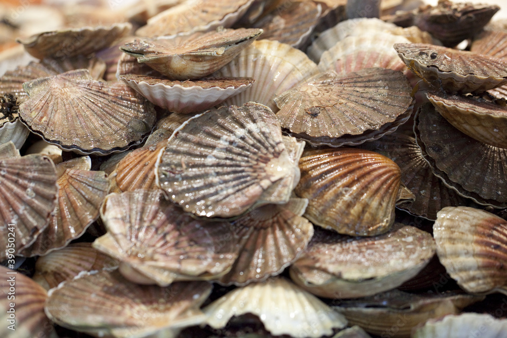 fresh scallops at the market fresh scallops at the market