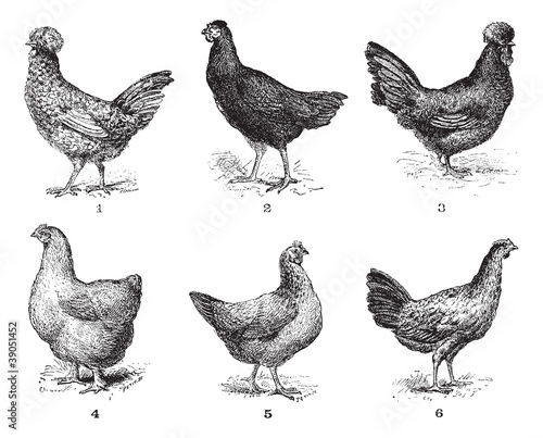 Hens, 1. Houdan chicken. 2. Hen the Arrow. 3. Hen Crevecoeur. 4.