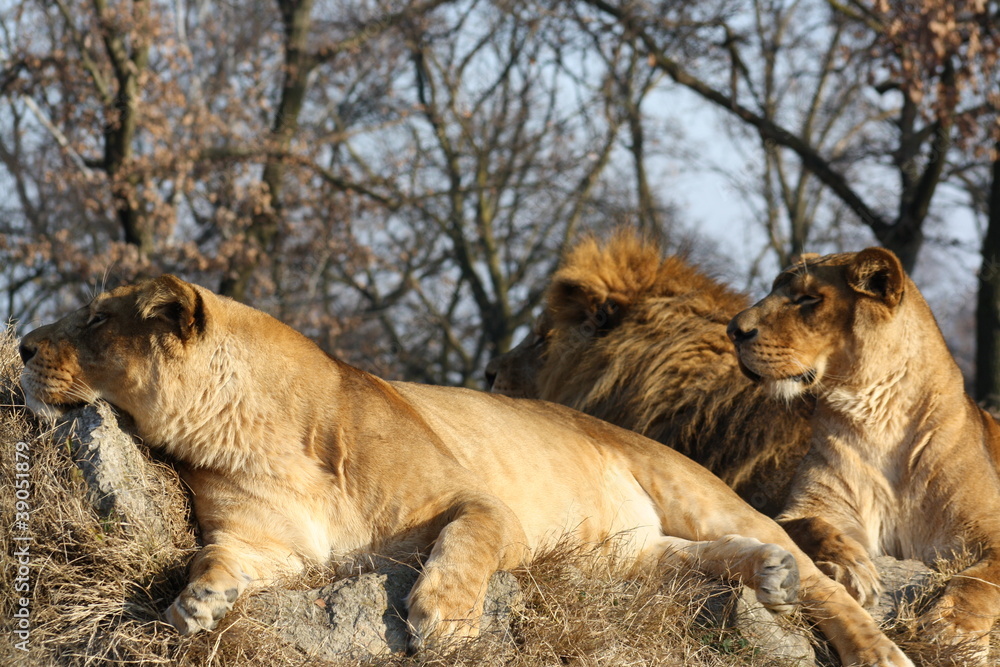 Obraz premium African lions