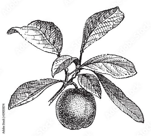 Plum, vintage engraving.