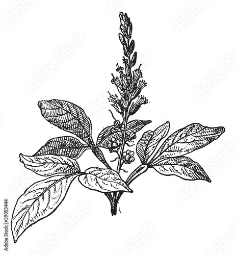 Quassia amara vintage engraving