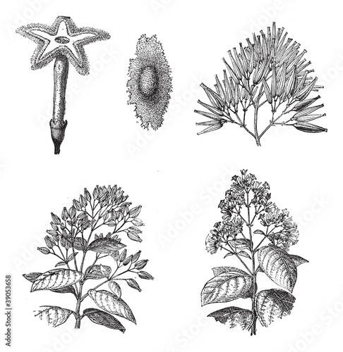 Three different species of Cinchona plant vintage engraving