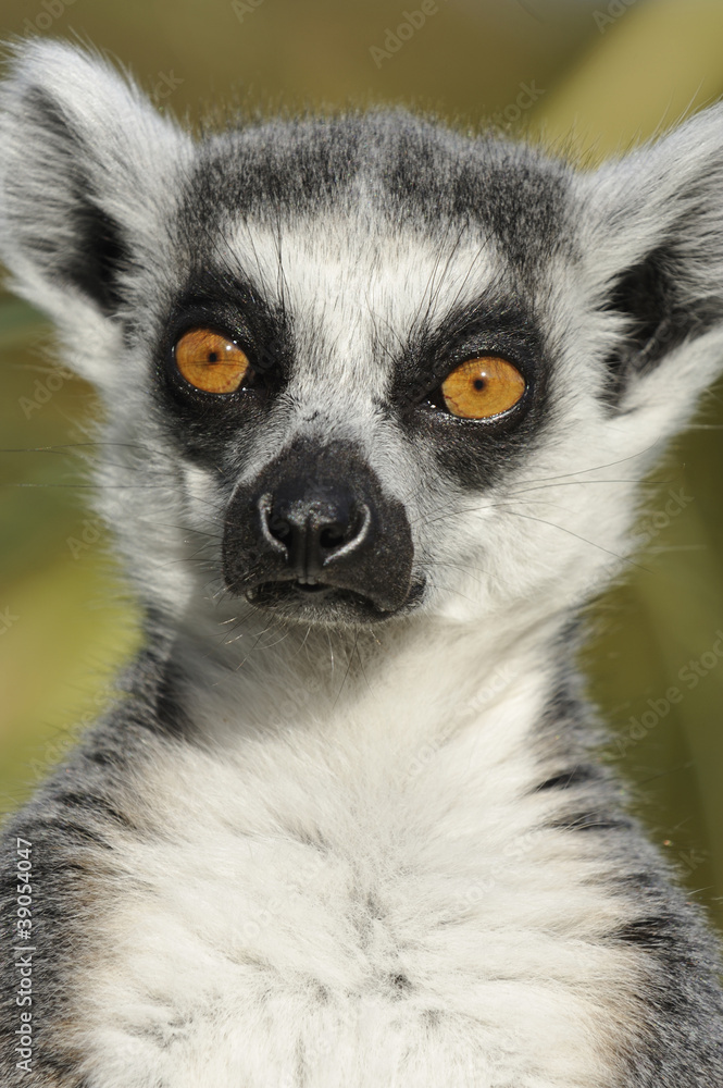 Ring Tailed Lemur