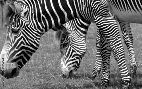 Zebra Pair