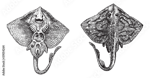 Thornback ray or Raja clavata vintage engraving