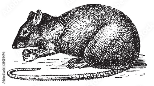 Rat isolated on white background, vintage engraving.