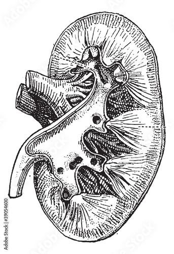 The human kidney, vintage engraving.
