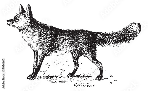 Fox, vintage engraving.