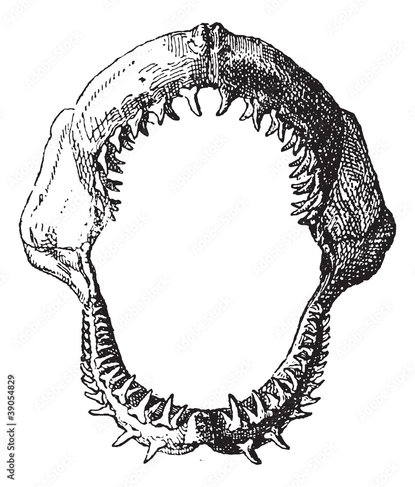 Obraz premium Shark jaw, vintage engraving.