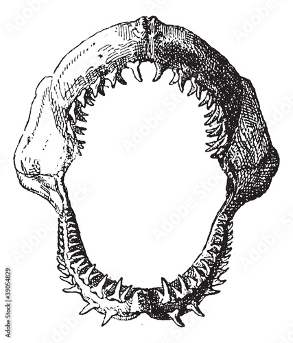 Shark jaw, vintage engraving.