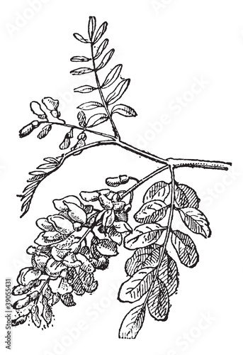 Robinia, vintage engraving.