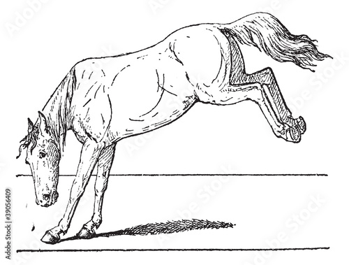 Horse kick, vintage engraving.