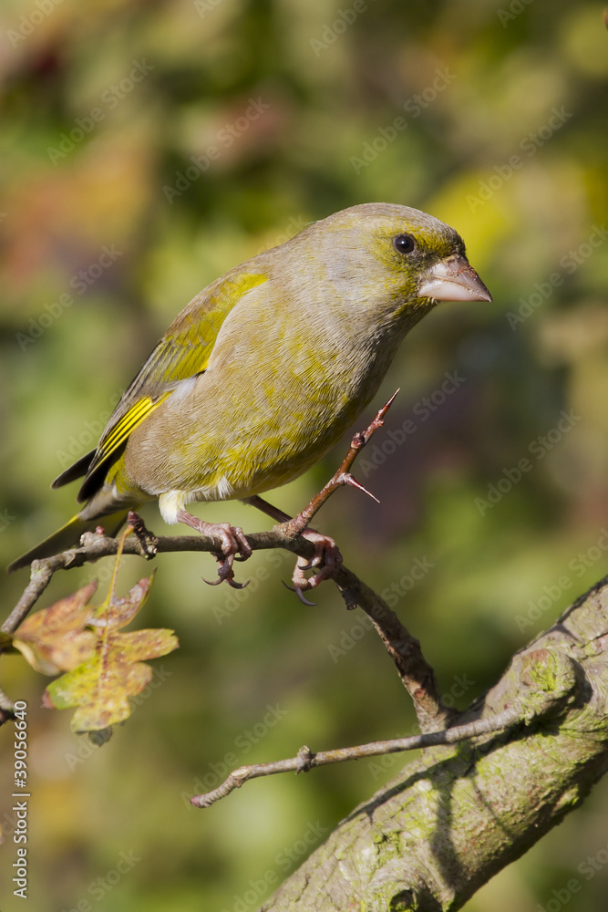 Greenfinch (Carduelis chloris)