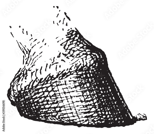 Horse's hoof, vintage engraving.