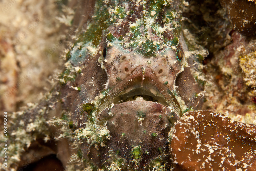 PEZ SAPO foto de Stock Adobe Stock