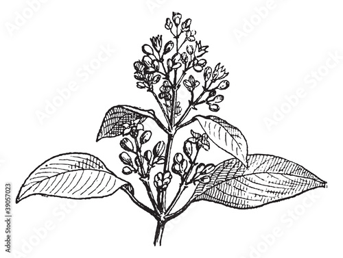 Sandalwood leaves and buds, vintage engraving.