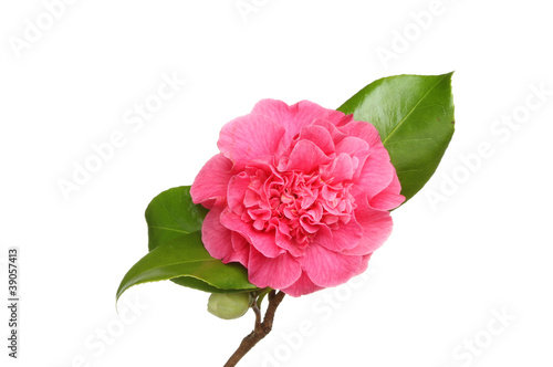 Stampa su tela Red camellia flower