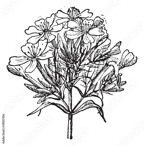 Common Soapwort or Saponaria officinalis vintage engraving photo