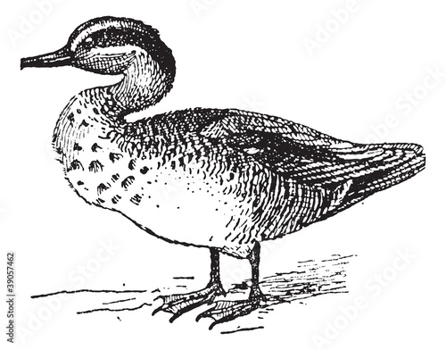 Common Teal or Anas crecca vintage engraving