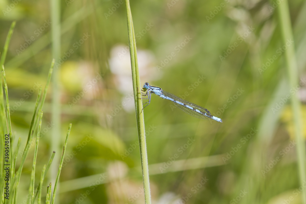 Blue Damselfly Blue Damselfly