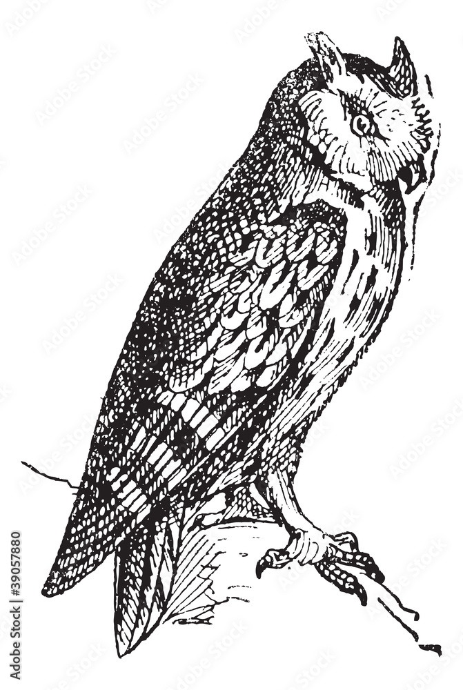 Naklejka premium Scops owl perched on branch, vintage engraving.