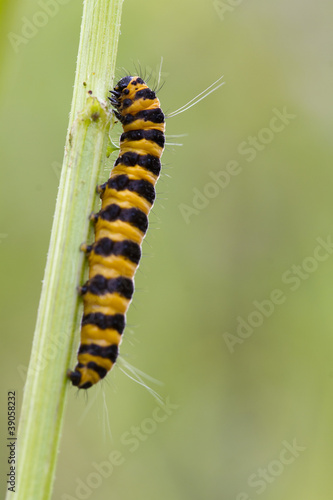 Five spot Burnet Caterpillar © chris2766