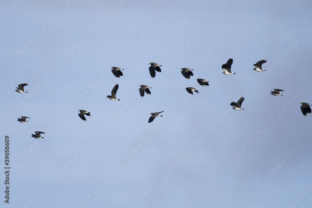 Lapwing (Vanellus vanellus)