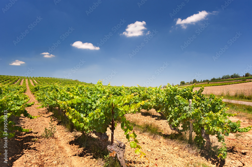 French Vineyard