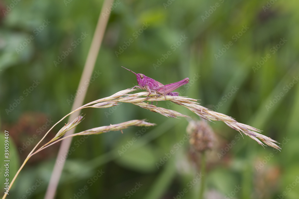 Pink Grasshopper Pink Grasshopper