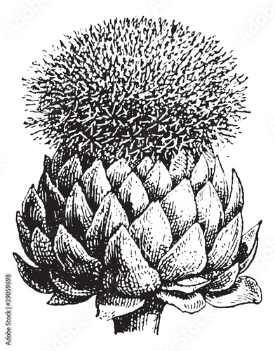 Fig.17.  Atichoke or Globe Artichoke, vintage engraving.