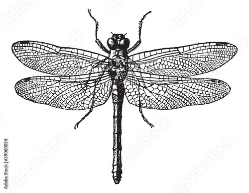 Fig 1. Dragonflies, vintage engraving.