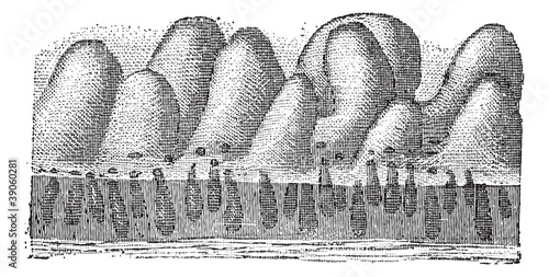 Fig. 5. Intestinal crypt or Glands of Lieberkuhn, vintage engrav photo