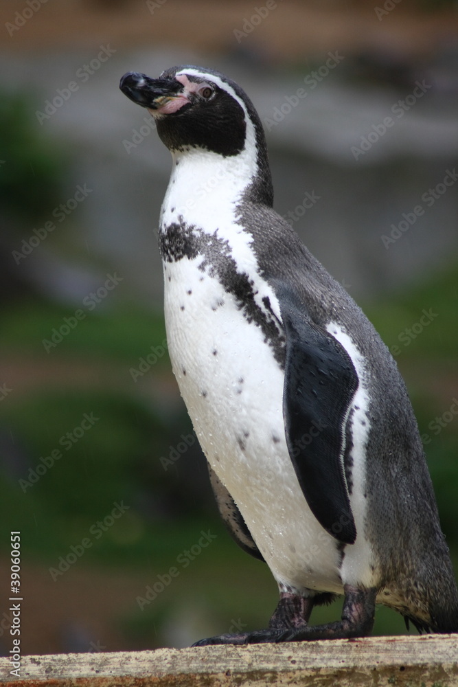 Fototapeta premium Humboldt penguin (Spheniscus humboldti) seen from the side