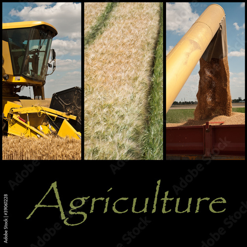 composition agriculture photo