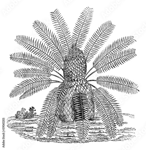 Zamia spiralis, vintage engraving. photo