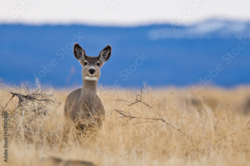 Wallpaper Mural Mule deer (Odocoileus hemionus). Torontodigital.ca