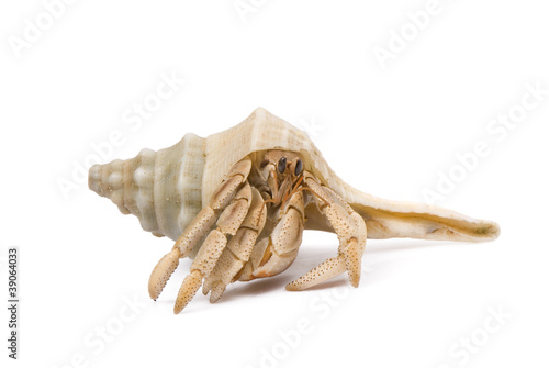 Hermit Crab crawling on a white background. photo