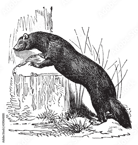 European polecat (Mustela putorius) or black polecat, vintage en