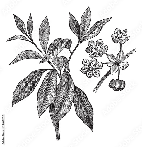 Lindera benzoin or Benzoin aestivale vintage engraving