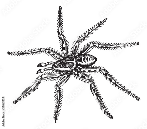 Tarantula (Lycosa Tarantula), reduced to one third of its natura