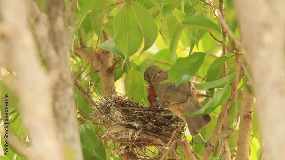 baby birds waiting for their mother to bring food baby birds waiting for their mother to bring food