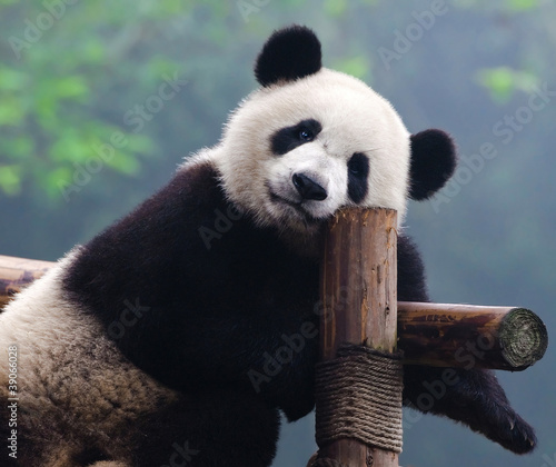 Fényképezés Giant panda bear looking at camera