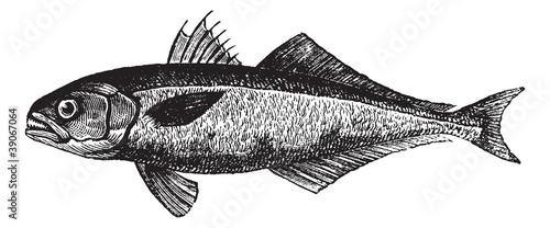 The bluefish (Pomatomus saltatrix) or tailor, vintage engraving. photo