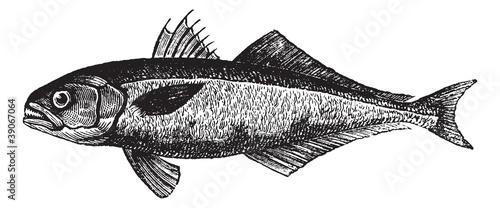 The bluefish (Pomatomus saltatrix) or tailor, vintage engraving.