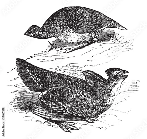 Tetras has fins on prairie chickens (Tetrao cupido), female (top