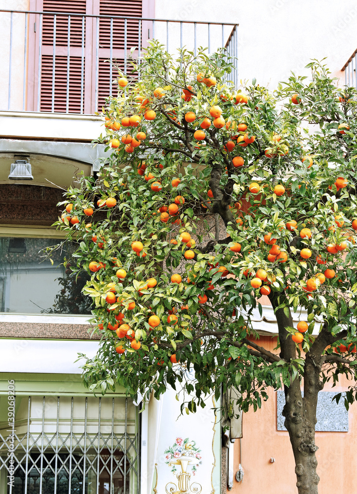 Obraz premium Orange tree on a street.