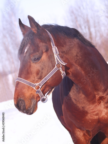 winter portrait of bay horse