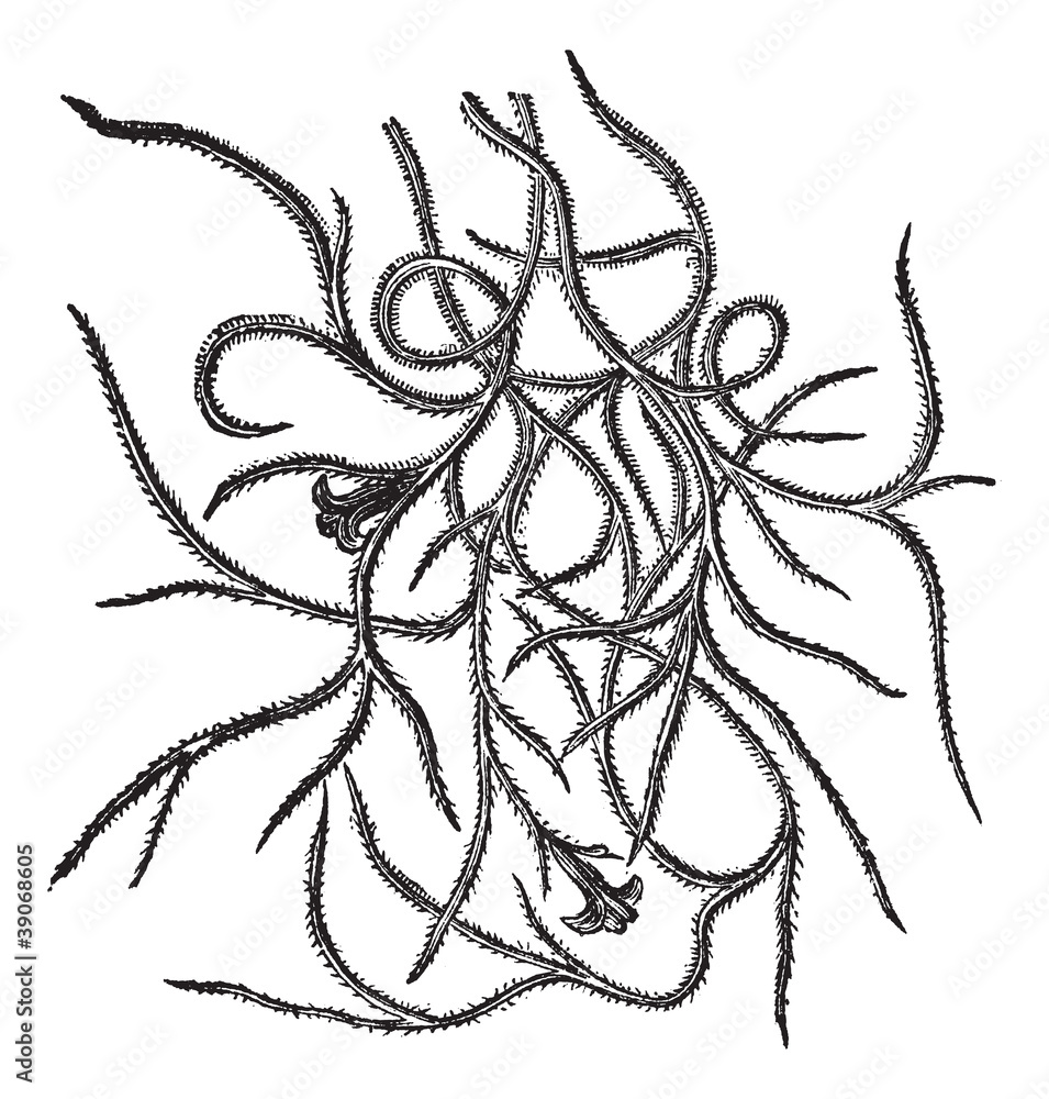 Spanish moss (Tillandsia usneoides), vintage engraving. Stock Vector Adobe Stock