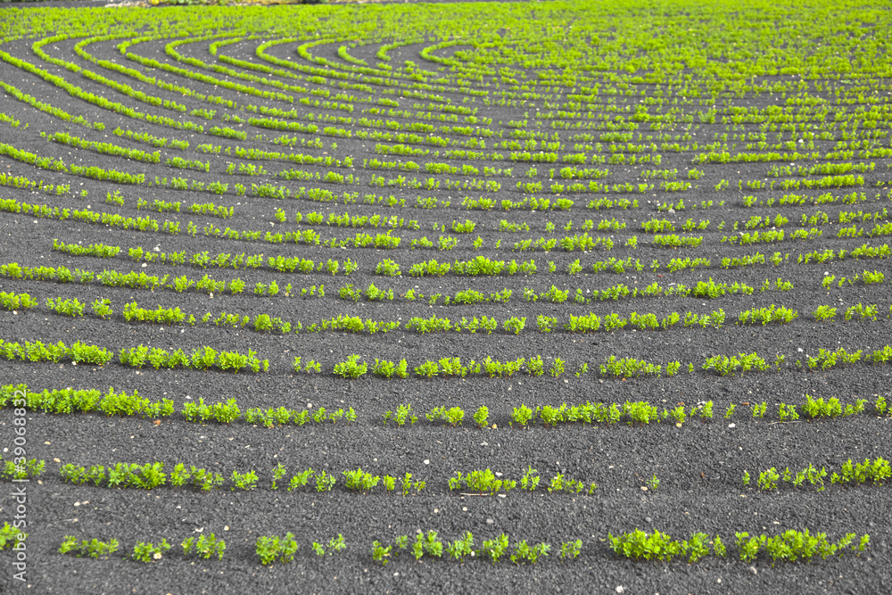 field with irrigation system on volcanic lapilli ground field with irrigation system on volcanic lapilli ground